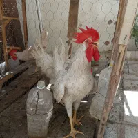 ۳تا خروس