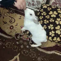 خرگوش بامزه چشم قرمز پشمالو