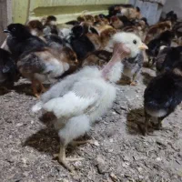 جوجه محلی تخمگزار 10روزه