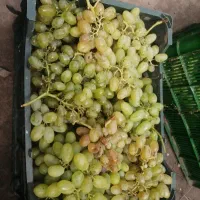 انگور شصتی