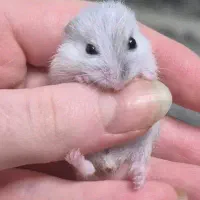 همستر مینیاتوری بامزه|موش و خرگوش|تهران, کیانشهر|دیوار