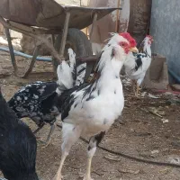 خروس چی گلین