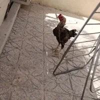 فروش|حیوانات مزرعه|بندرلنگه, |دیوار