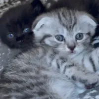 بچه گربه