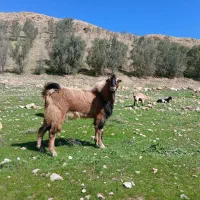بز نر