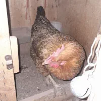 مرغ تخم گذار