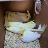 عروس هلندی سرلاکی