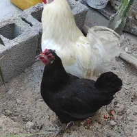 مرغ و خروس