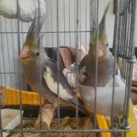 جوجه عروس هلندی
