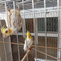 ۲ عدد عروس هلندی.با قفص