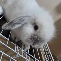 خرگوش مینی لوپ ترکیش نر و ماده