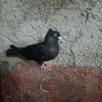 کبوتر زاغ آبادانی ماده
