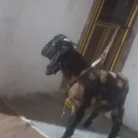 کهر نر وماده مخصوص داشت