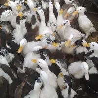 هزار عدد اردک