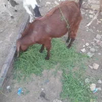 گوسفند نر