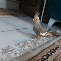 عروس هلندی ماده