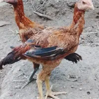 لاری|حیوانات مزرعه|خلخال, |دیوار