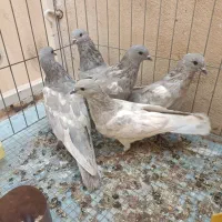 کبوتر بحرینی