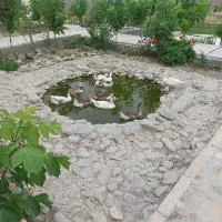 جوجه غاز  ۳ ماهه درشت