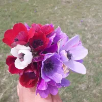 کاه شبیدر دارم سبز