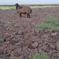قوچ همو