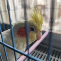 عروس هلندی ماده با قفس
