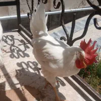 دو عدد خروس