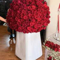 ۲۵۰ تا گل رز با گلدون تازه