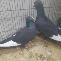 کبوتر جفت قره سوری اصل