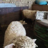 گوسفند ایلدوفرانس