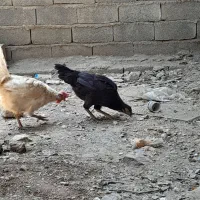 باروکه