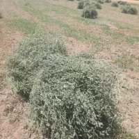 یونجه|لوازم جانبی حیوانات|قیدار, |دیوار