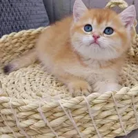 پیشی های گوگولی