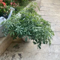 گلدان شفلرا