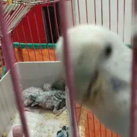 مرغ عشق با 5تا جوجه