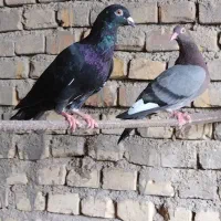 زاجر|پرنده|یزد, |دیوار