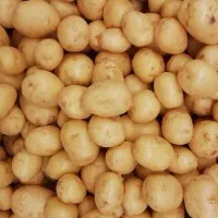 بذر سیب زمینی