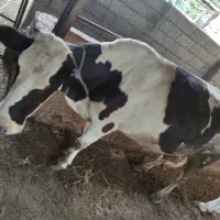 گاو شیری اصیل