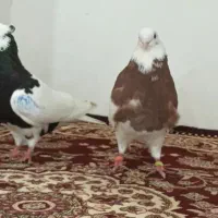 کبوتره صیدشده
