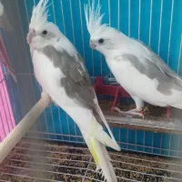 جوجه عروس. دوکت. البینو