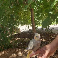 عروس هلندی