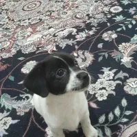 واگذاری یک قلاده سگ نژاد دار آپارتمانی