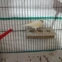 قناری ۶ ماهه