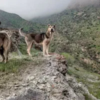 سگ پژدر