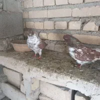 کبوتر پرشی