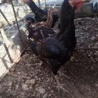مرغ با جوجه لاری