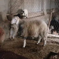 دو عدد بره قوچ