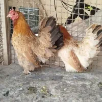 مرغ جاپینز دوعدد و یک عدد خروس سیبرایت سرخ