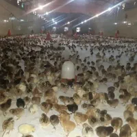 جوجه محلی و کاکلی درجه یک واکسینه