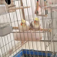 چهار عدد عروس هلندی فوری
